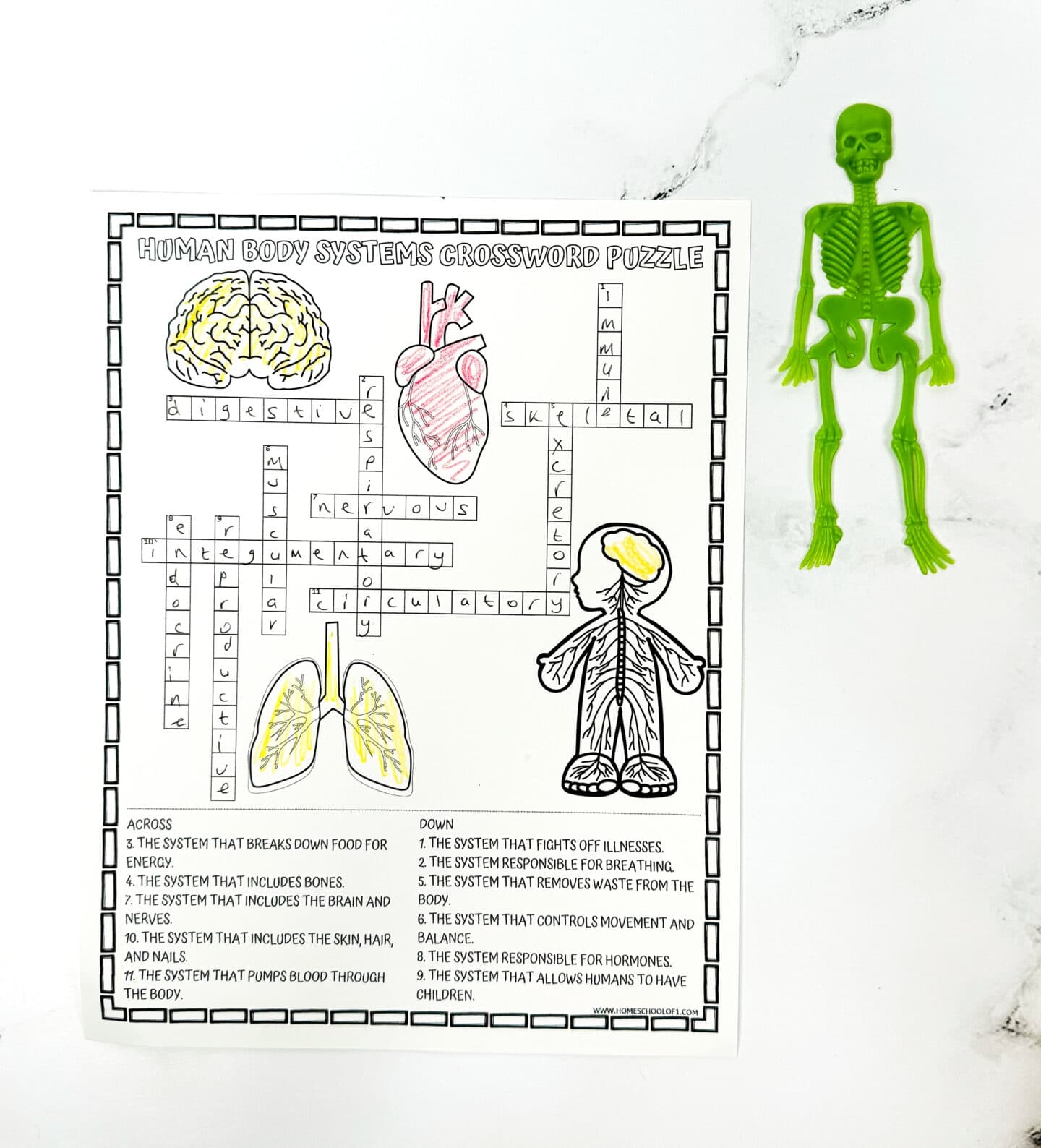 Free Printable Crossword Puzzles Biology Free Printable Crossword Puzzles Biology