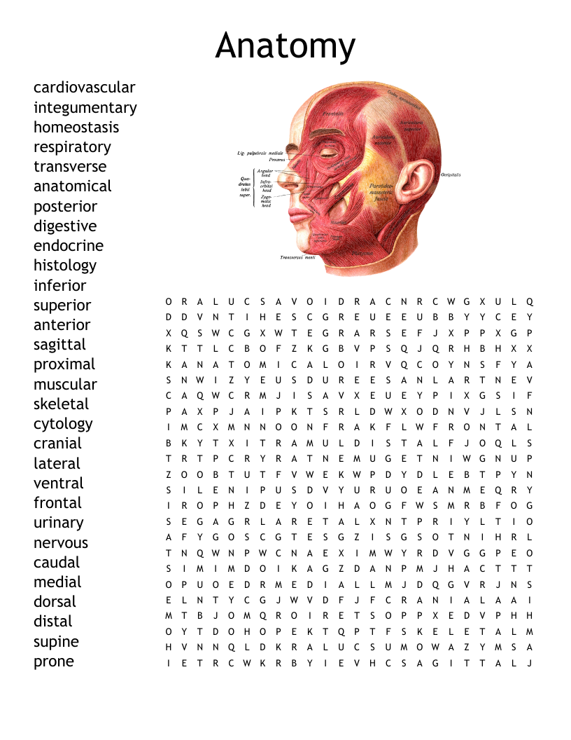Anatomy Word Search WordMint Anatomy Word Search WordMint