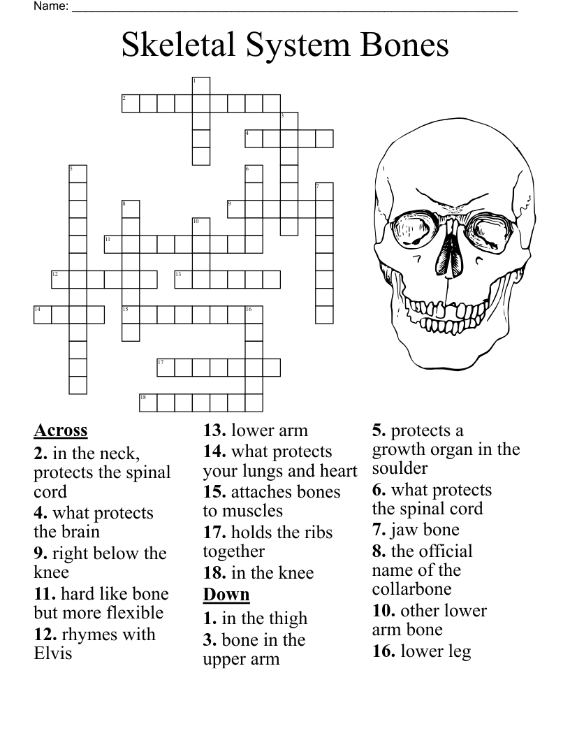 Body Systems The Skeleton Crossword WordMint Body Systems The Skeleton Crossword WordMint