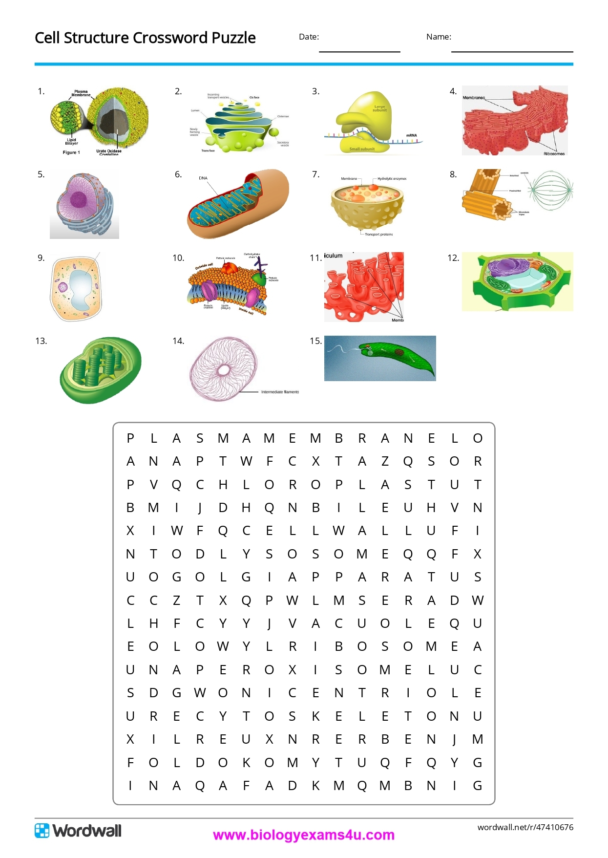 Cell Structure Crossword Puzzle Cell Biology Activity Cell Structure Crossword Puzzle Cell Biology Activity