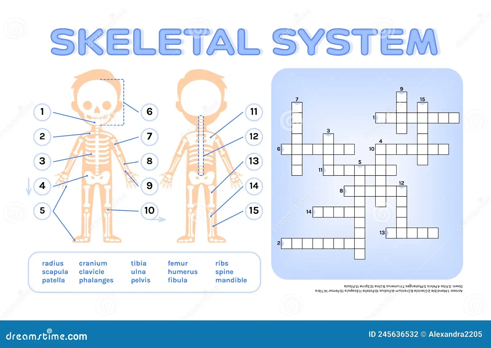 Crossword Puzzle For Children Skeletal System Page From Workbook Print Worksheet For Anatomy And Biology Lesson Stock Vector Illustration Of Worksheet Word 245636532 Crossword Puzzle For Children Skeletal System Page From Workbook Print Worksheet For Anatomy And Biology Lesson Stock Vector Illustration Of Worksheet Word 245636532