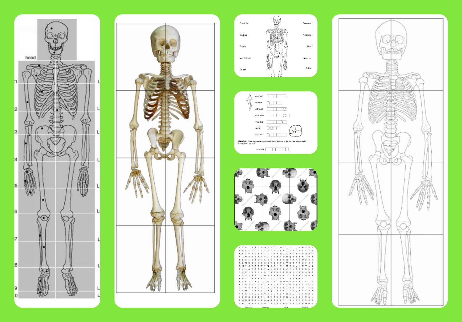 Free Printable Life sized Child And Adult Skeletons Skull Puzzles And More A Magical Homeschool Free Printable Life sized Child And Adult Skeletons Skull Puzzles And More A Magical Homeschool