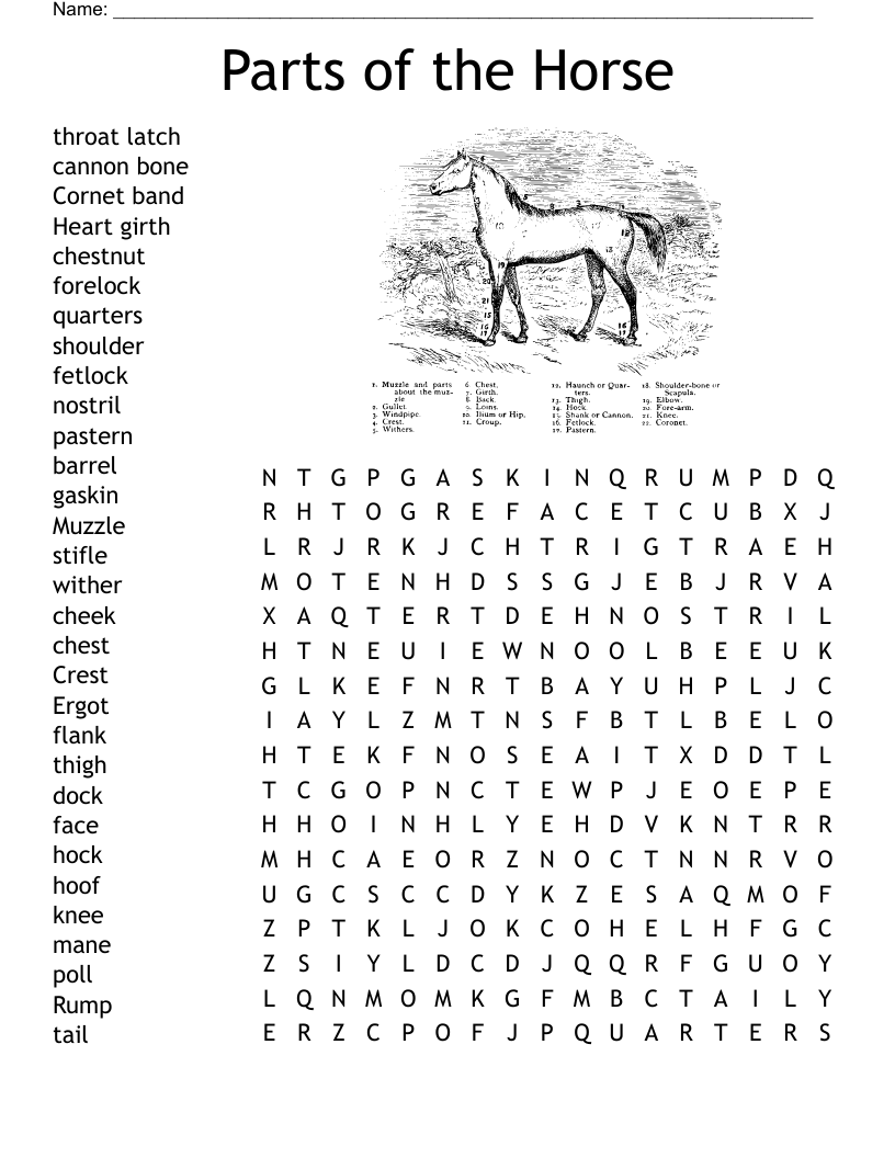 Horse Crossword Puzzle WordMint