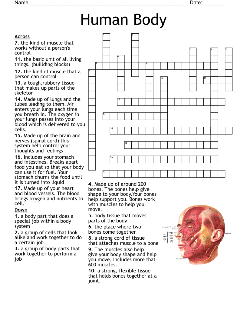 Human Body Crossword WordMint Human Body Crossword WordMint