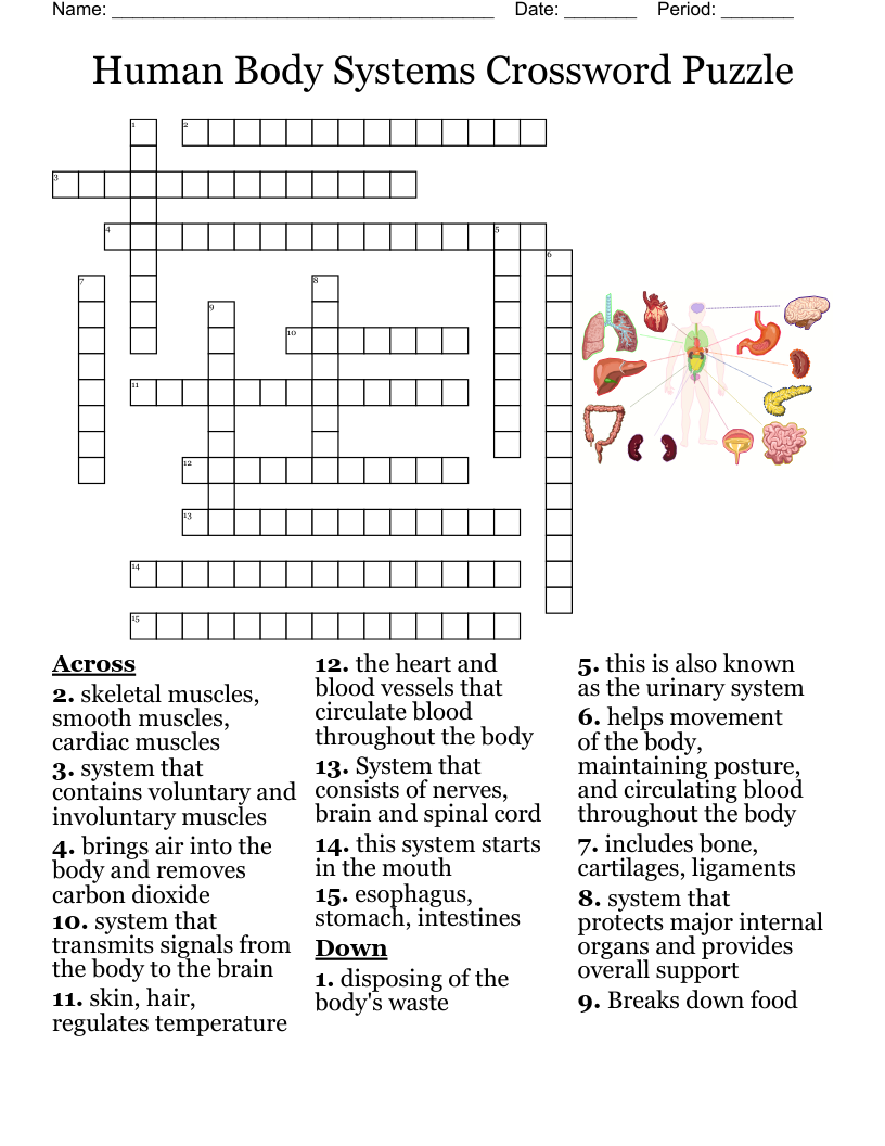 Human Body Systems Crossword Puzzle WordMint Human Body Systems Crossword Puzzle WordMint