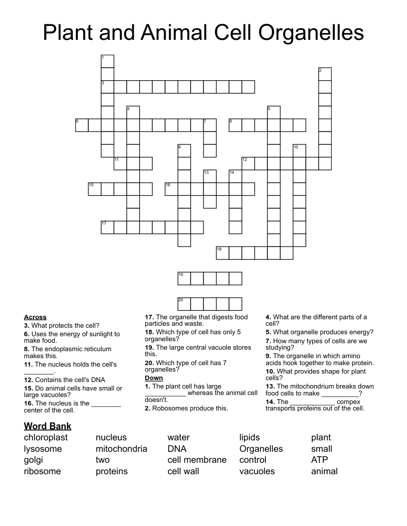 Plant And Animal Cell Organelles Crossword WordMint Plant And Animal Cell Organelles Crossword WordMint
