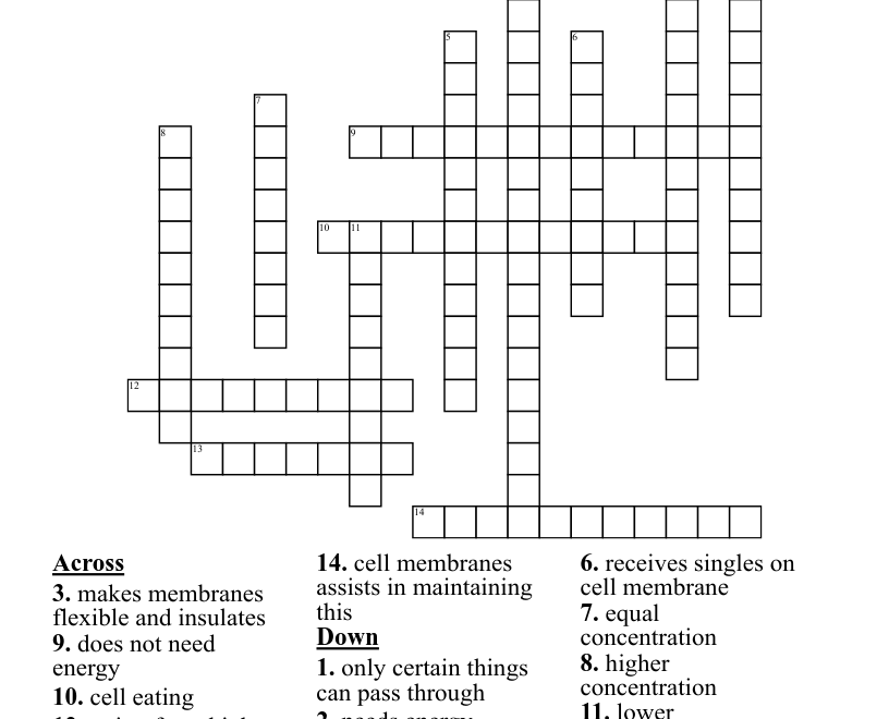 Cell Membrane And Transport Crossword WordMint