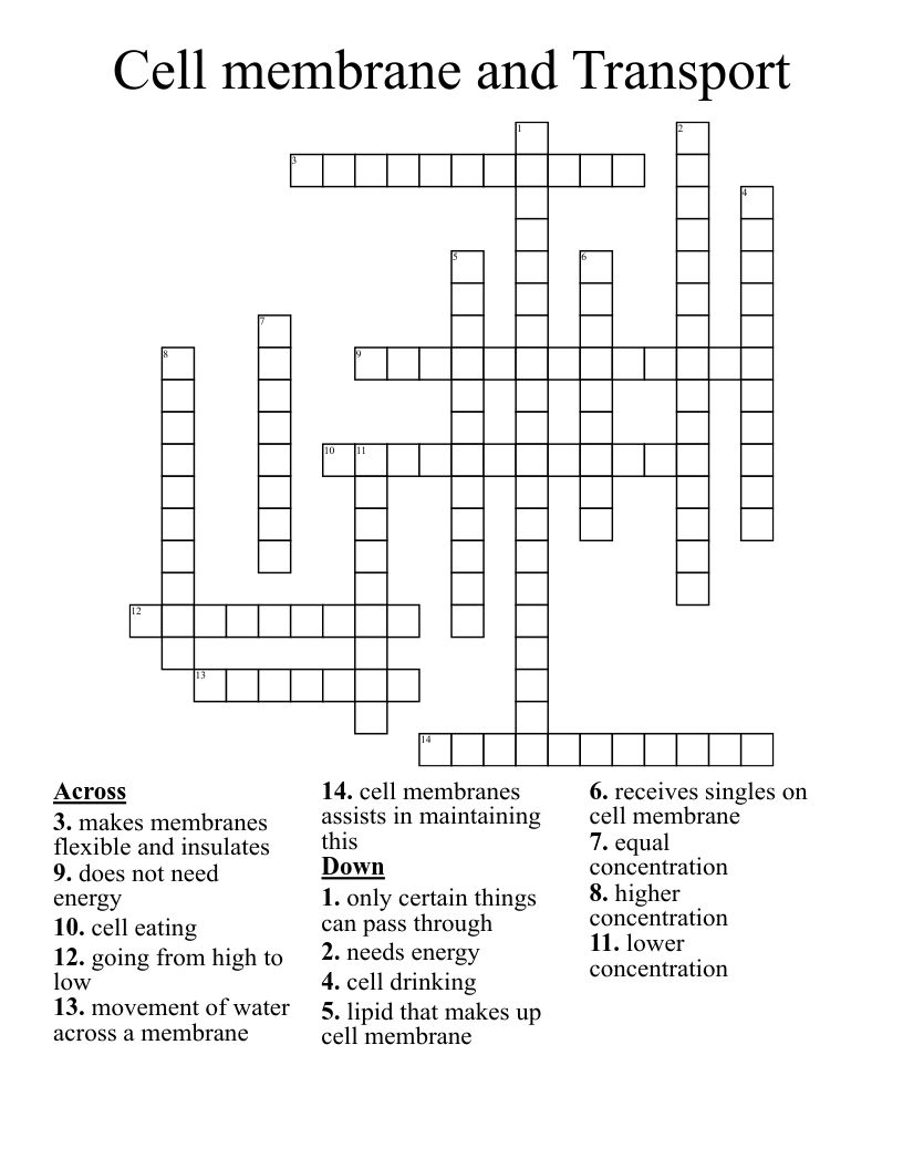 Cell Membrane And Transport Crossword WordMint Cell Membrane And Transport Crossword WordMint