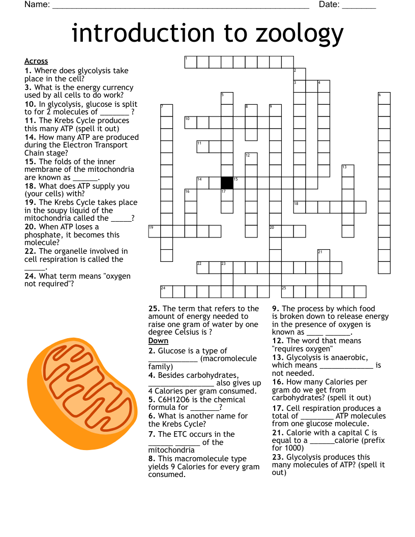 Cellular Respiration Crossword WordMint Cellular Respiration Crossword WordMint