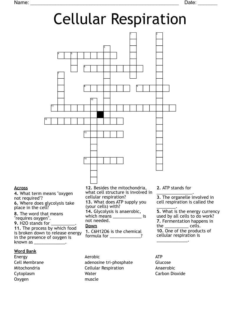 Cellular Respiration Crossword WordMint Cellular Respiration Crossword WordMint