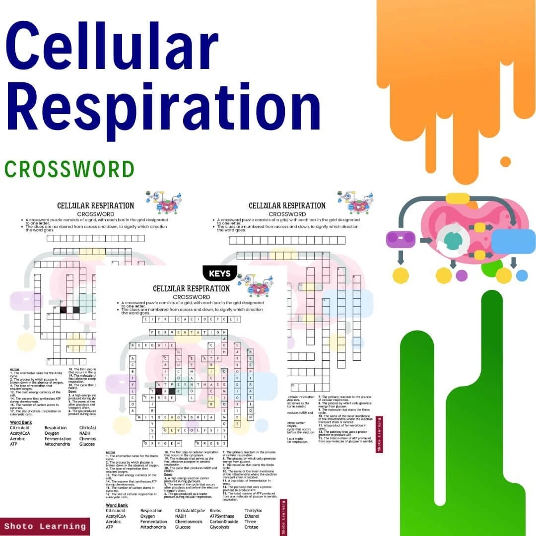 Cellular Respiration Scramble Worksheet 30 Keywords Key Cellular Respiration Scramble Worksheet 30 Keywords Key