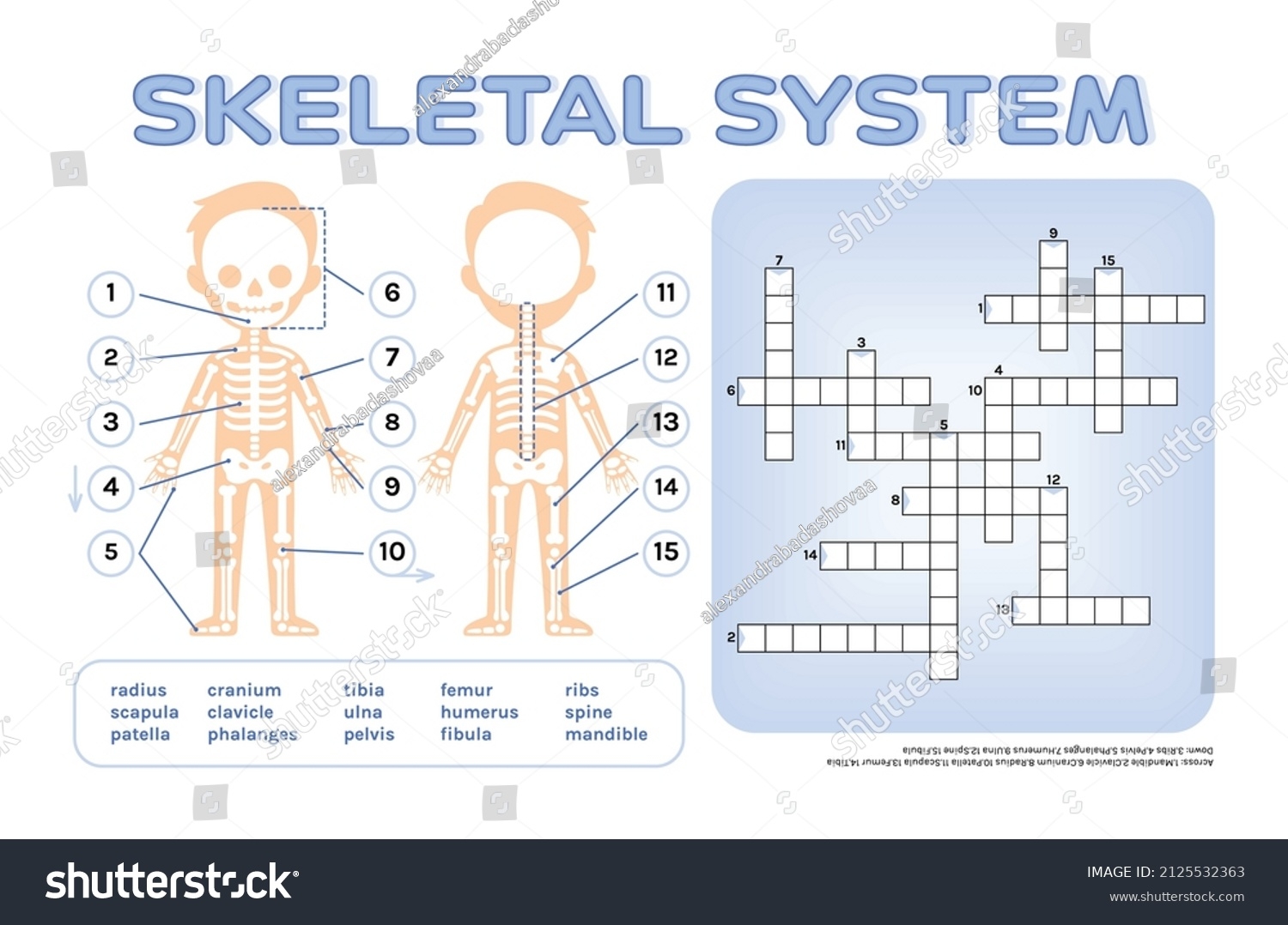Crossword Puzzle Children Skeletal System Page Stock Vector Royalty Free 2125532363 Shutterstock Crossword Puzzle Children Skeletal System Page Stock Vector Royalty Free 2125532363 Shutterstock