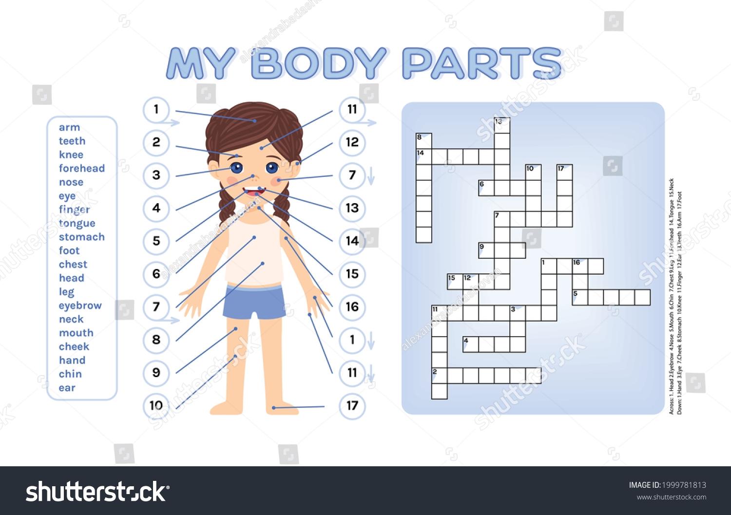 Printable Human Body Crossword Printable Human Body Crossword