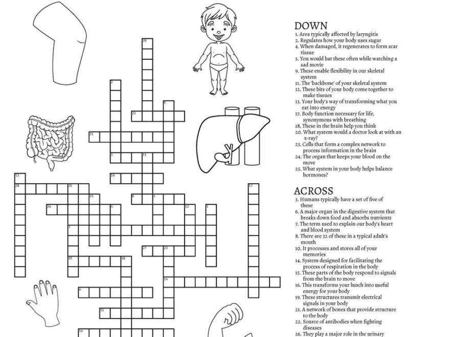 Human Body Crossword Puzzle Beeloo Printable Crafts And Activities For Kids