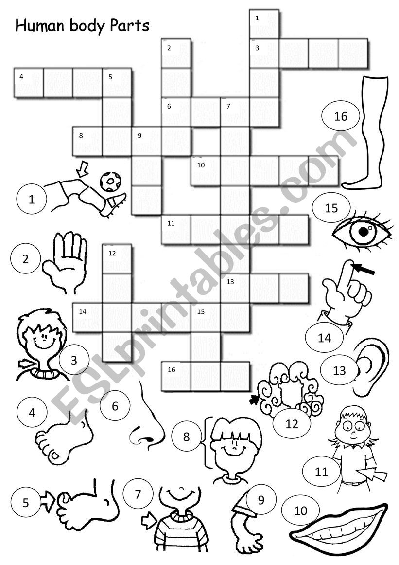 Human Body Parts Crossword ESL Worksheet By Anamariaamt Human Body Parts Crossword ESL Worksheet By Anamariaamt