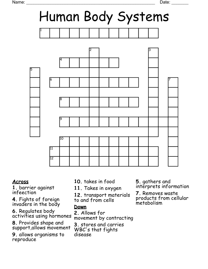 Human Body Systems Crossword WordMint Human Body Systems Crossword WordMint