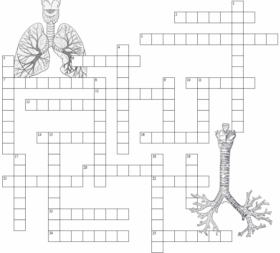 Printable Cellular Respiration Crossword Puzzle Printable Cellular Respiration Crossword Puzzle