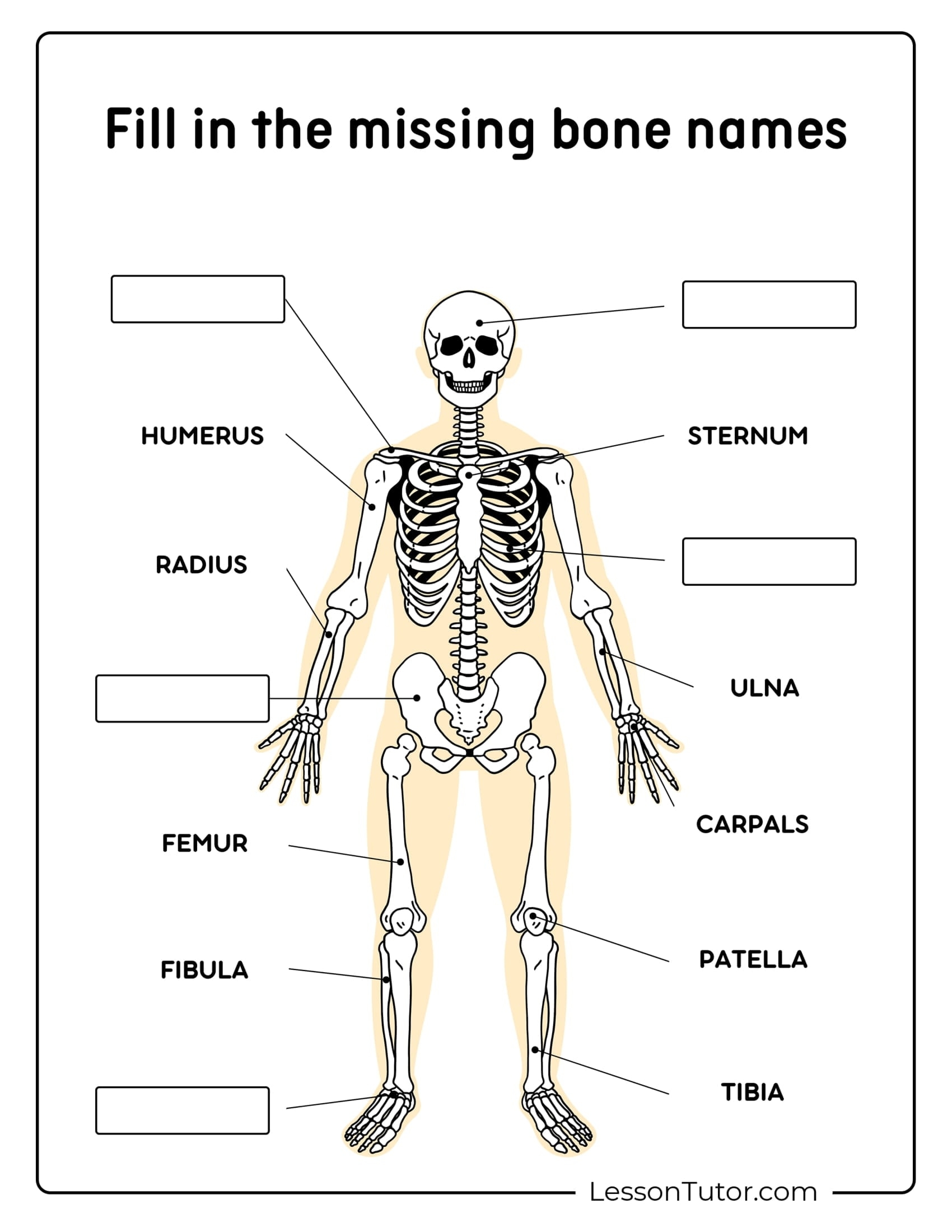 Skeleton System Worksheets Free Coloring Pages PDF Printables And Worksheets Lesson Tutor Skeleton System Worksheets Free Coloring Pages PDF Printables And Worksheets Lesson Tutor