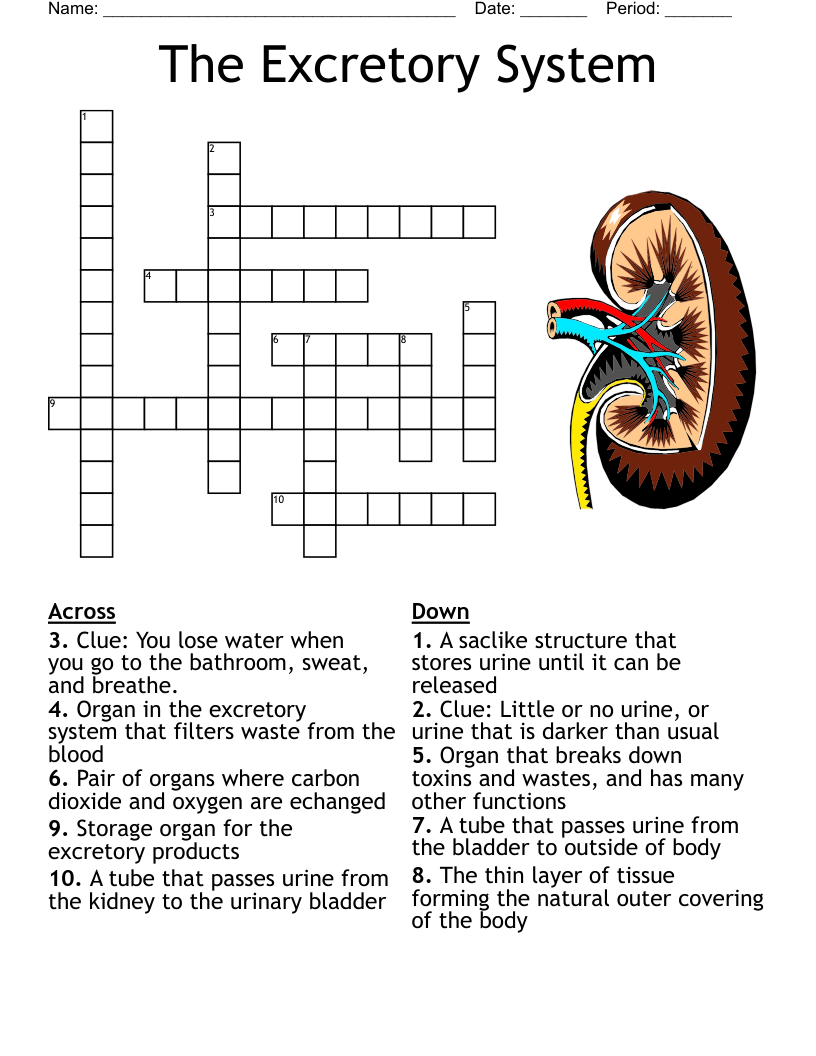 The Excretory System Crossword WordMint The Excretory System Crossword WordMint