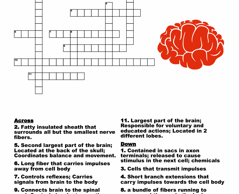 The Nervous System Crossword WordMint