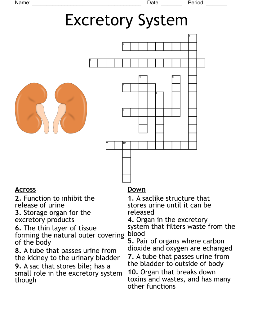 Urinary Crossword Puzzle WordMint Urinary Crossword Puzzle WordMint