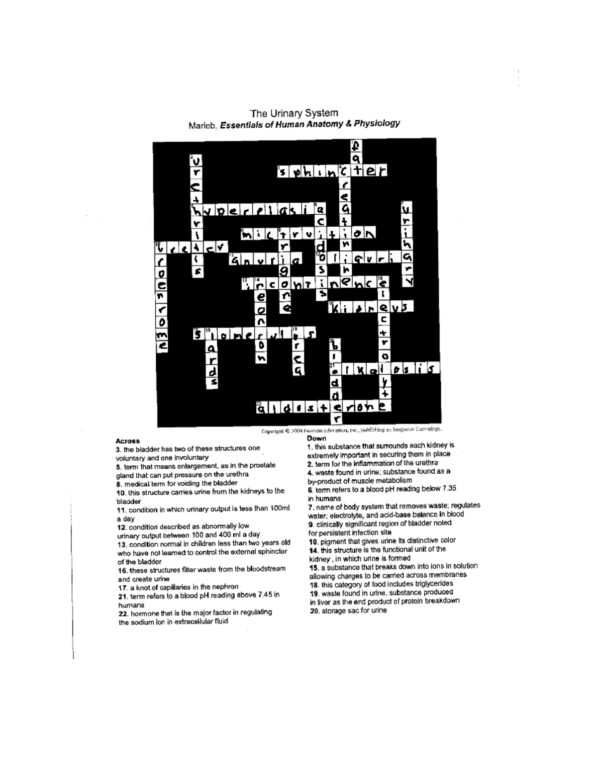 Urinary System Crossword Puzzle Guide Studocu Urinary System Crossword Puzzle Guide Studocu