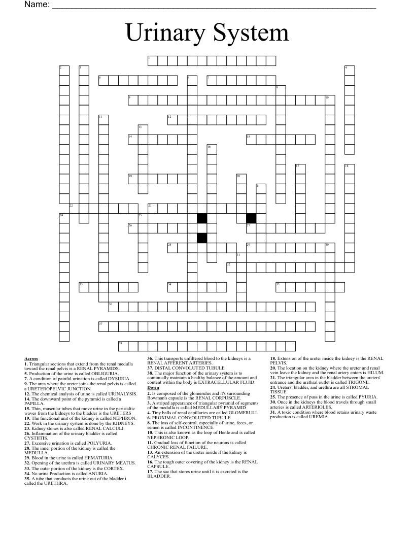 Urinary System Crossword WordMint Urinary System Crossword WordMint