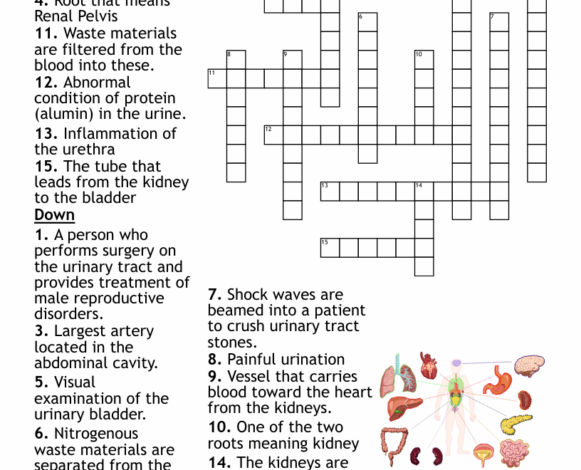 Urinary System Crossword WordMint