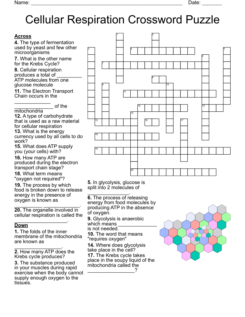 Cell Respiration Word Search WordMint