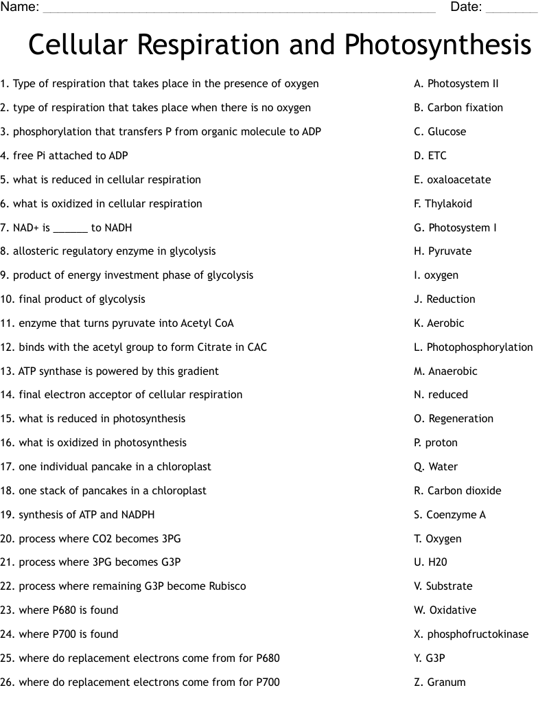 Cellular Respiration And Photosynthesis Worksheet WordMint