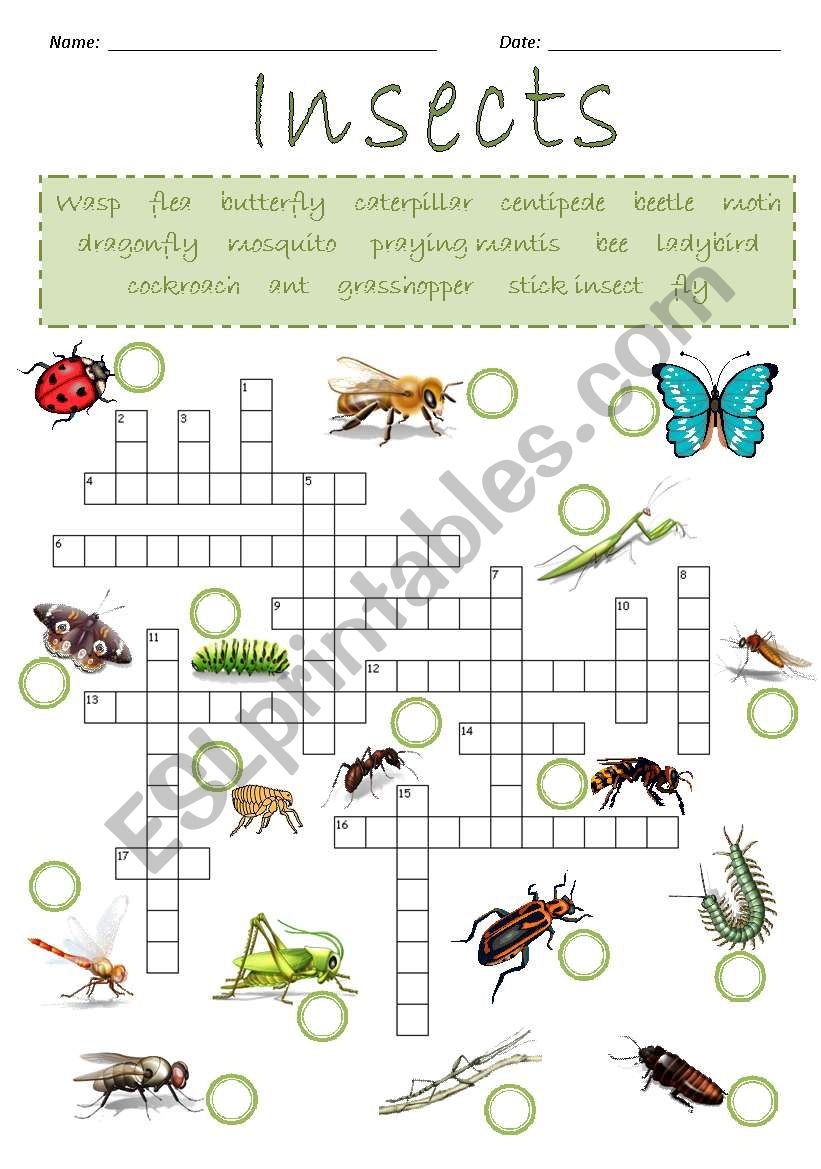 Insects Crossword Puzzle ESL Worksheet By Joeyb1