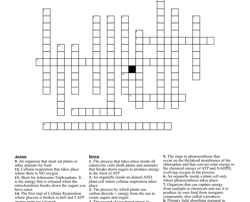 Photosynthesis And Cellular Respiration Crossword WordMint