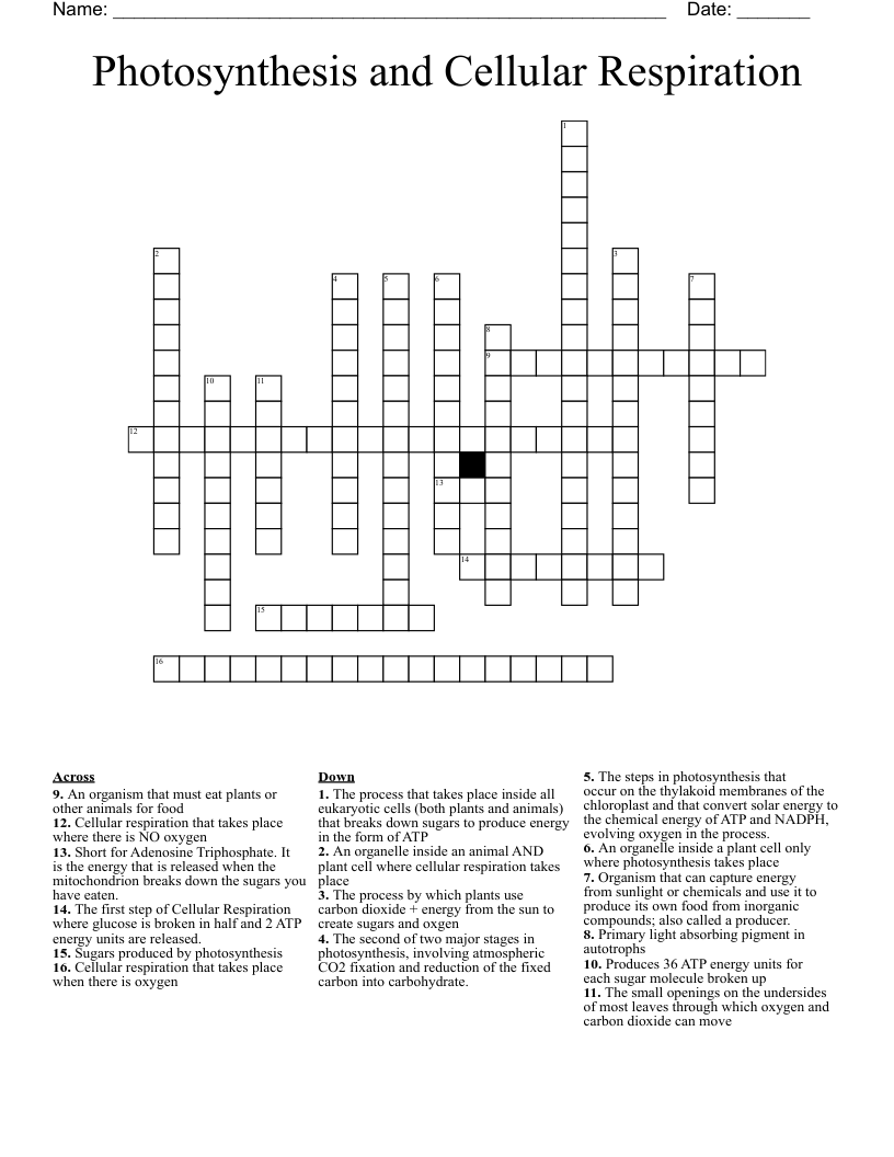 Photosynthesis And Cellular Respiration Crossword WordMint
