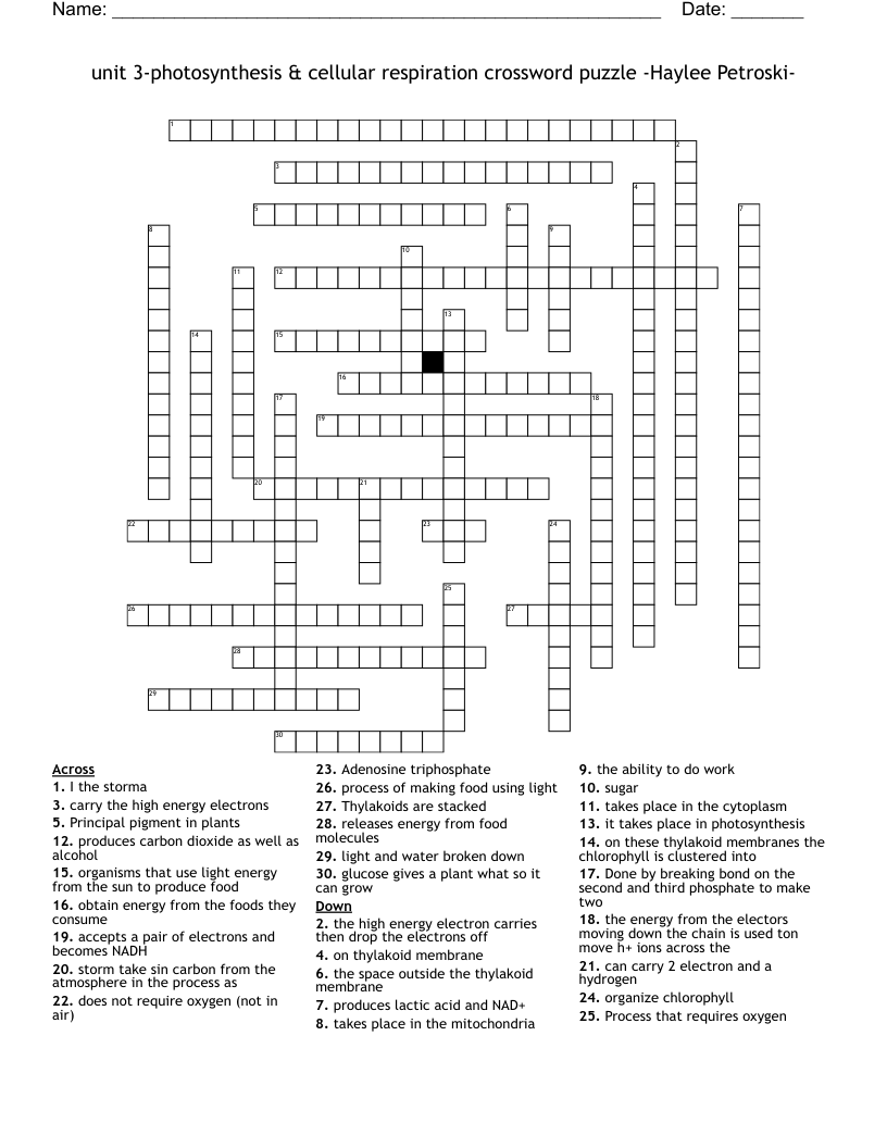 Unit 3 photosynthesis Cellular Respiration Crossword Puzzle Haylee Petroski WordMint